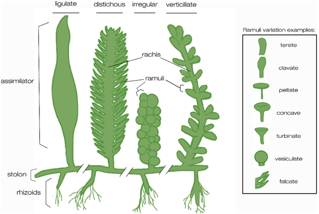 Drawing of the different morphologies in the genus caulerpa.